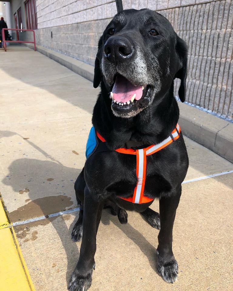 Lab Rescue - Chester1.jpg